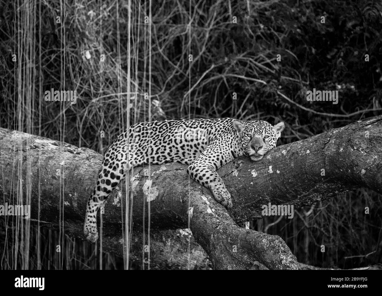 Jaguar si trova su un albero pittoresco nel mezzo della giungla. Sud America. Brasile. Parco Nazionale Pantanal. Foto Stock