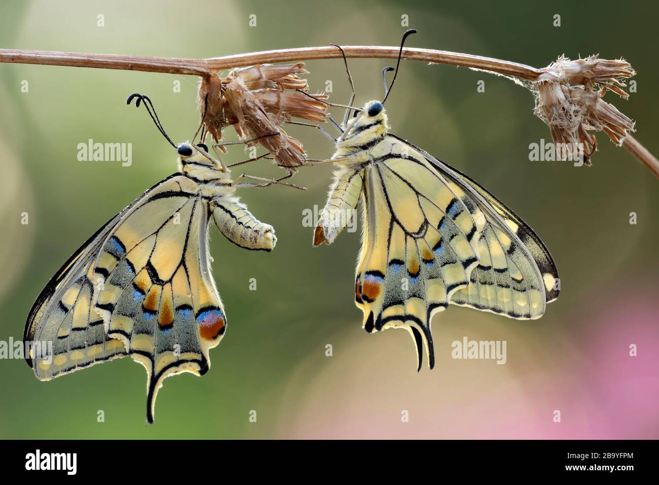 Due machaon Papilio dopo l'accoppiamento, Luzzara, Emilia Romagna, Italia, Europa Foto Stock