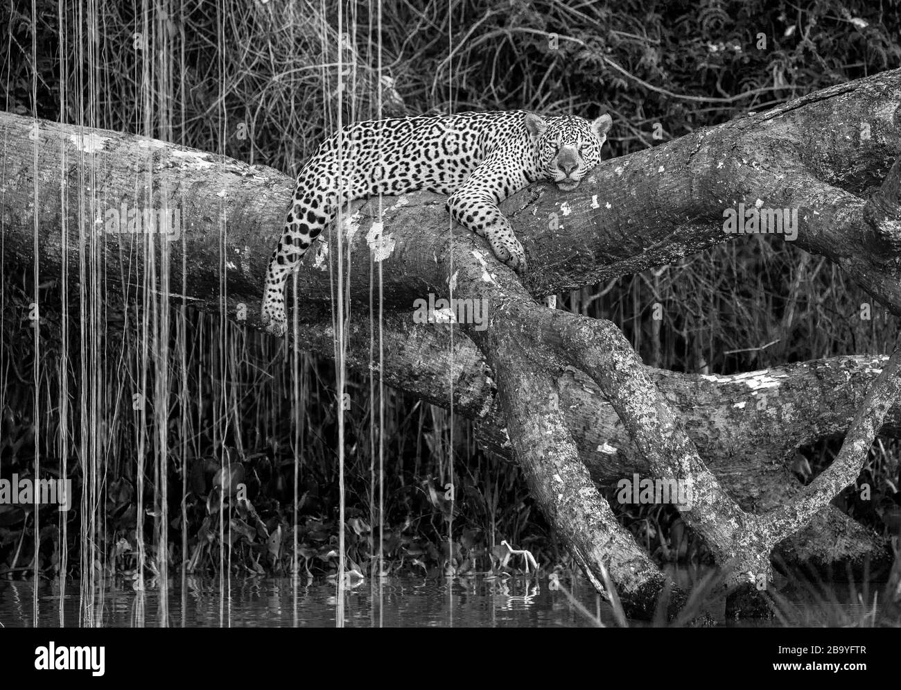 Jaguar si trova su un albero pittoresco sopra l'acqua nel mezzo della giungla. Sud America. Brasile. Parco Nazionale Pantanal. Foto Stock