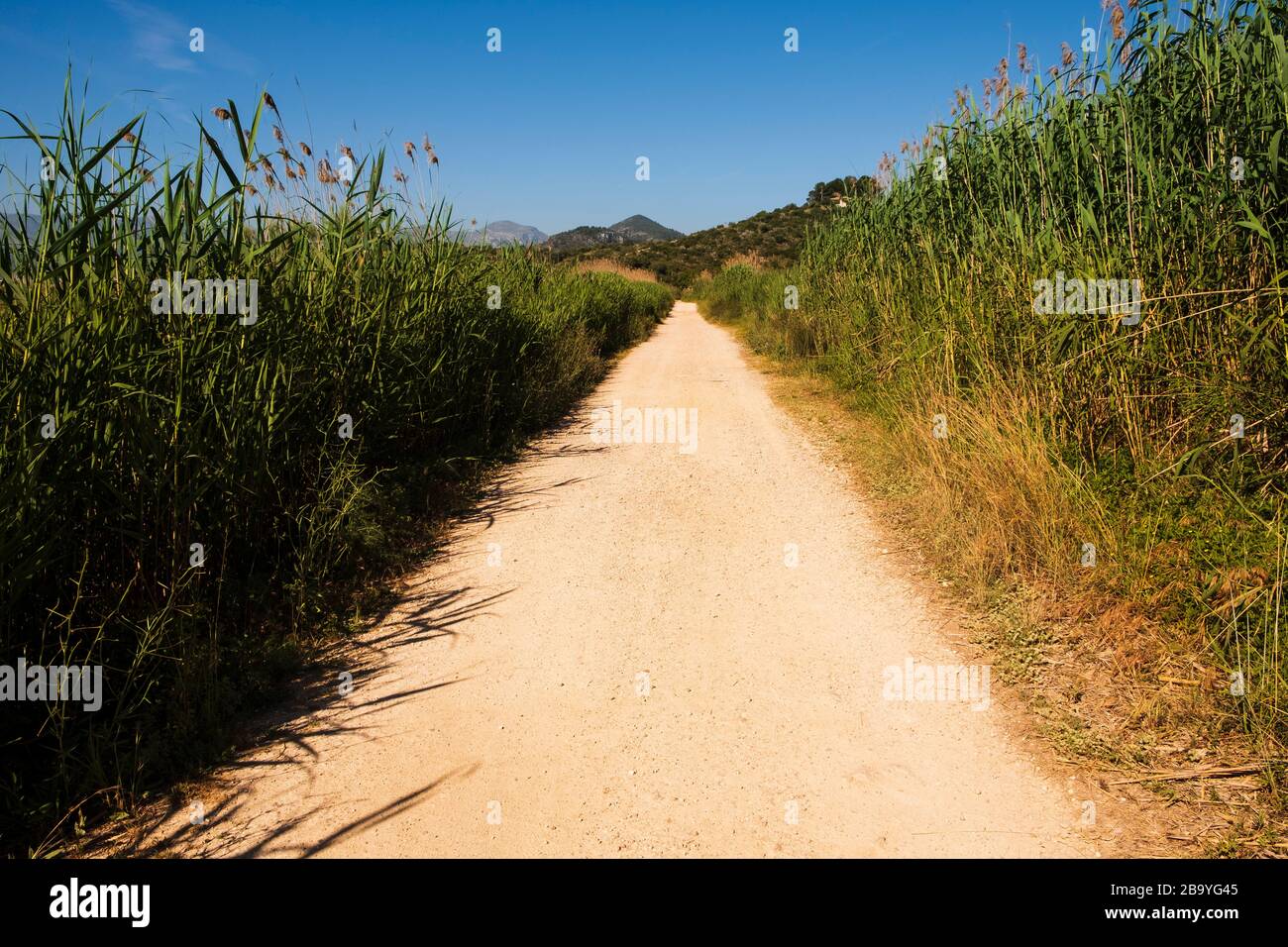 Pista sterrata attraverso il Marjal a Font Salada, Oliva, Spagna Foto Stock