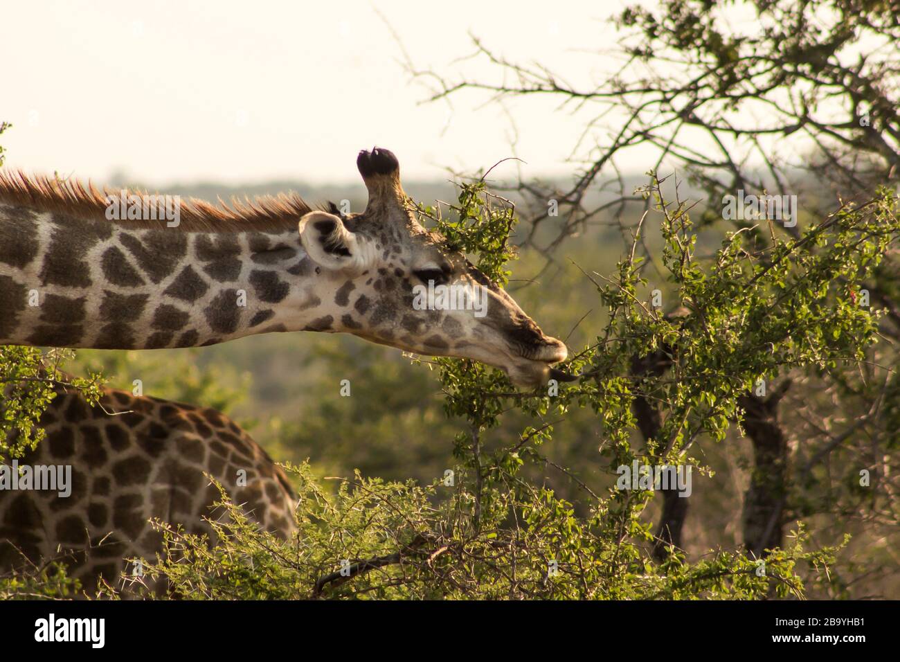 Una giraffa meridionale, la giraffa camelopardalis, che si estende per raggiungere il tornbush, lascia appena a portata di mano nel Parco Nazionale Kruger, Sudafrica Foto Stock