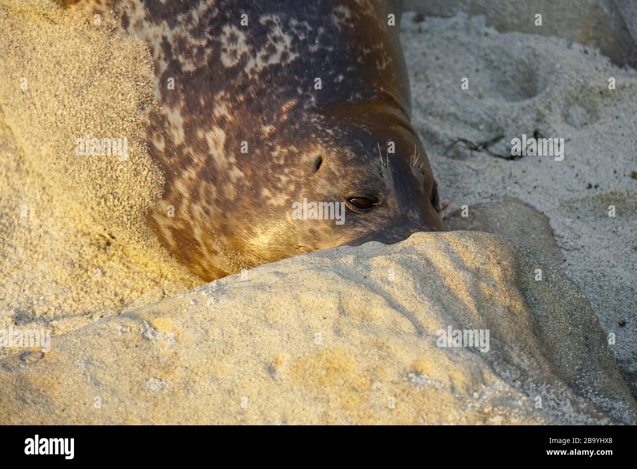 Leoni marini e foche che si annidano su una baia sotto il sole a la Jolla, San Diego, California. La spiaggia è chiusa dal 15 dicembre al 15 maggio perché è diventata un terreno di allevamento preferito per le foche. Foto Stock