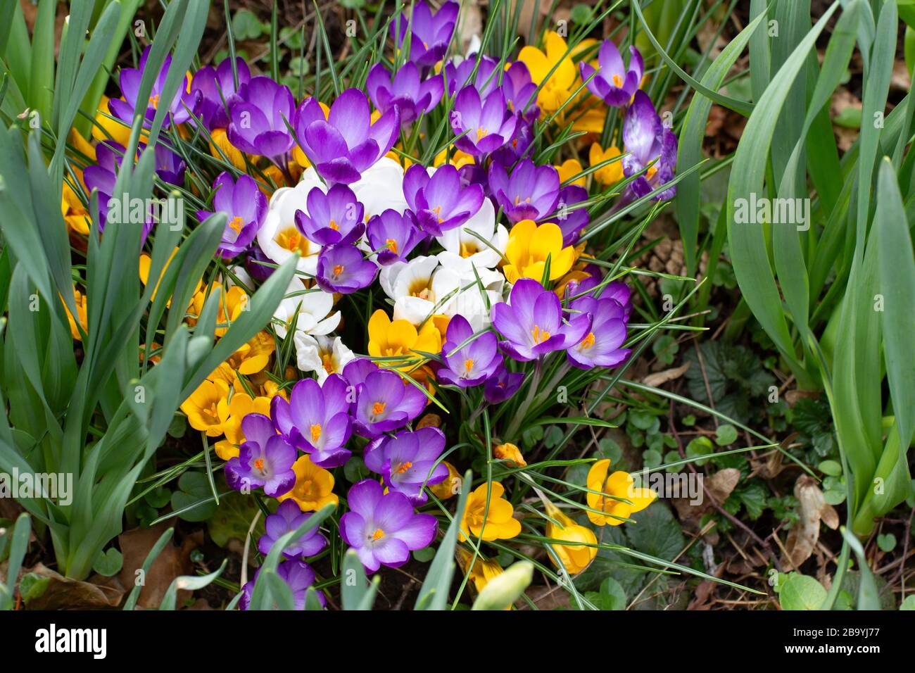 Gruppo di croco o zafferano bianchi, gialli e porpora che crescono tra daffodil, croco flavus Foto Stock