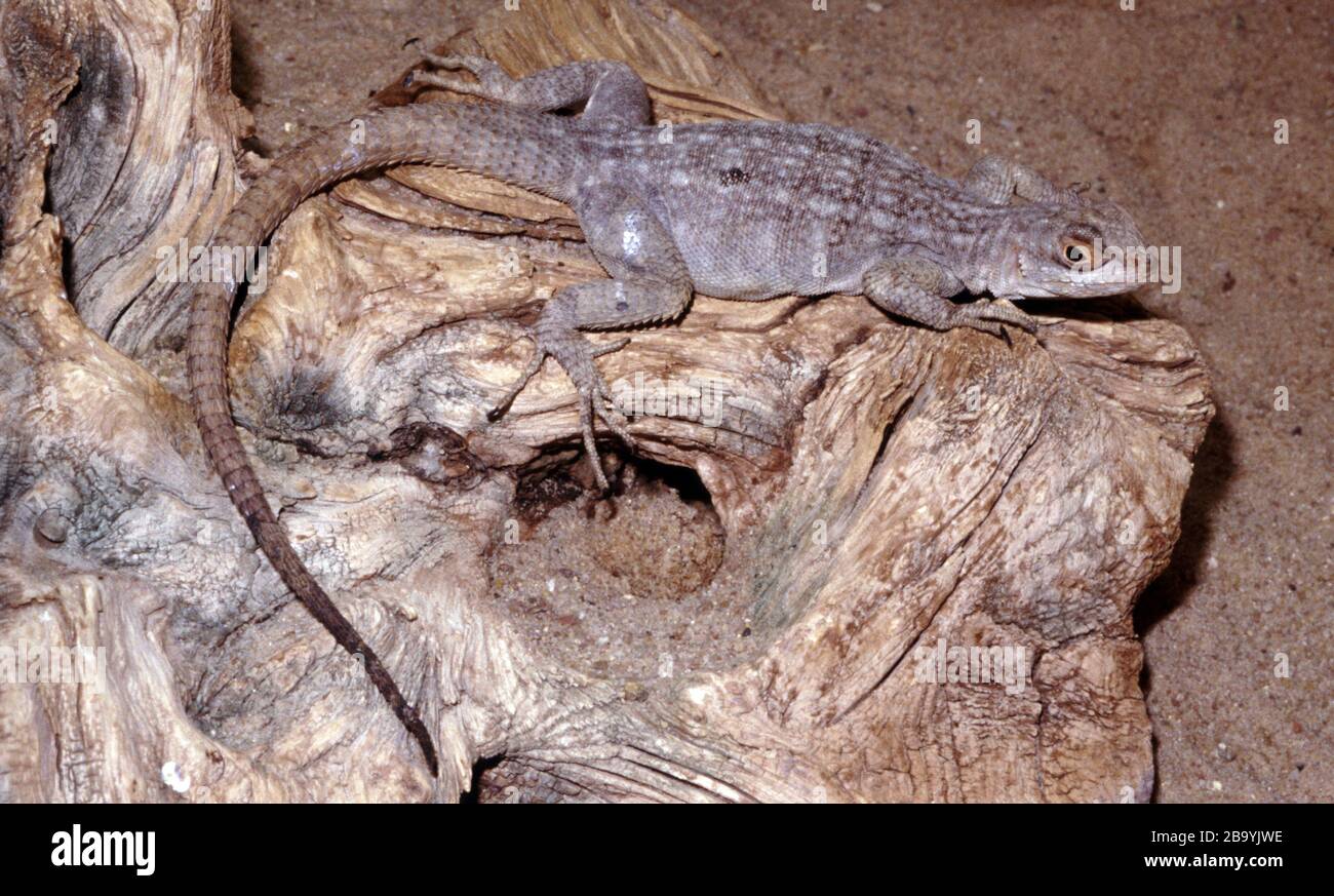 Lucertola Swift del Madagascar, Oplurus quadrimaculatus Foto Stock