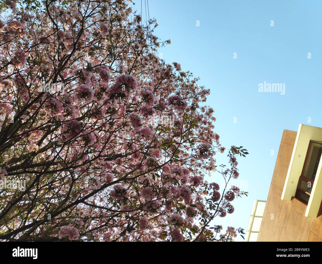 Tabebuia rosa alberi in fiore con spazio per il testo contro il cielo Foto Stock