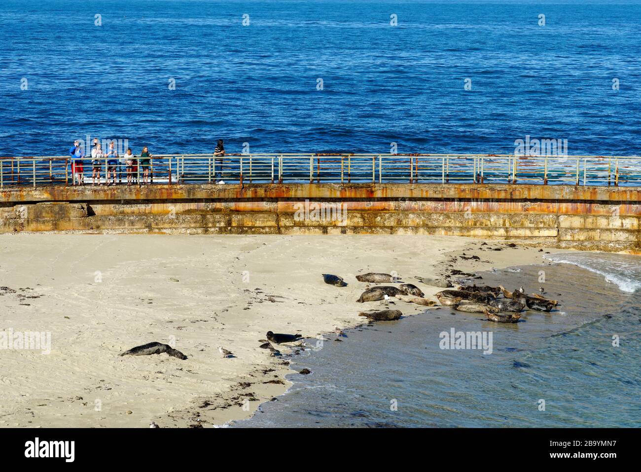 Leoni marini e foche che si annidano su una baia sotto il sole a la Jolla, San Diego, California. La spiaggia è chiusa dal 15 dicembre al 15 maggio perché è diventata un terreno di allevamento preferito per le foche. Foto Stock