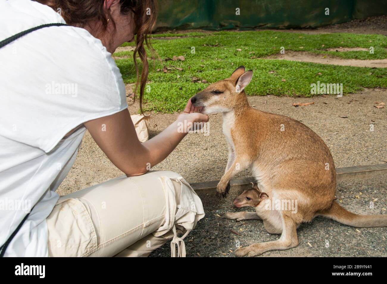 La mano della donna nutre un wallaby agile con un joey, Rainforest Habitat Wildlife Sanctuary, Port Douglas, Queensland, Australia. Foto Stock