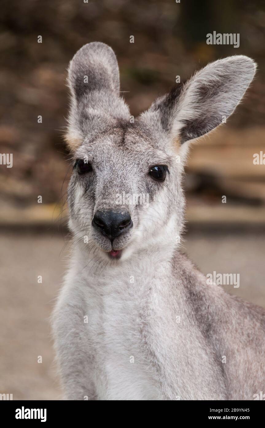 wallaroo comune, Rainforest Habitat Wildlife Sanctuary, Port Douglas, Queensland, Australia. Foto Stock