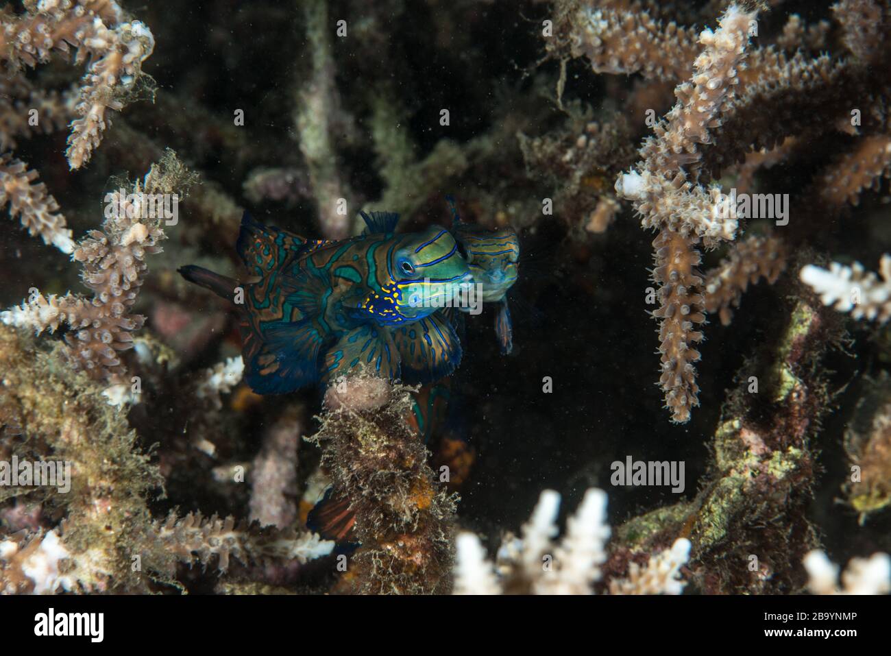 Critters of Lembeh - Fotografia macro subacquea Foto Stock