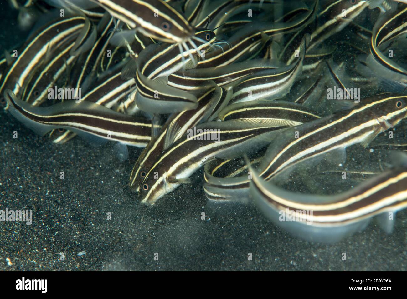 Critters of Lembeh - Fotografia macro subacquea Foto Stock