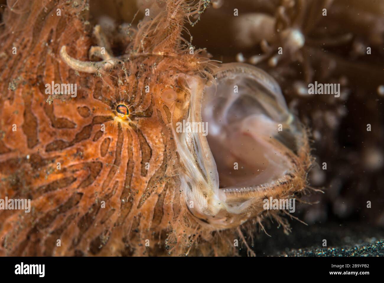 Critters of Lembeh - Fotografia macro subacquea Foto Stock