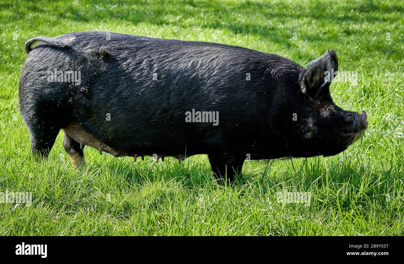 Penny The Pig una bella grande scrofa nera residente alla St Werburgh's City Farm a Bristol UK Foto Stock