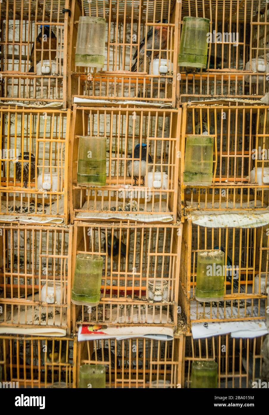Uccelli in gabbie di uccelli al mercato degli uccelli Hong Kong Foto Stock