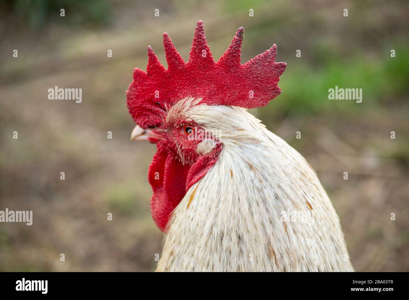 Gallina polacca immagini e fotografie stock ad alta risoluzione - Alamy