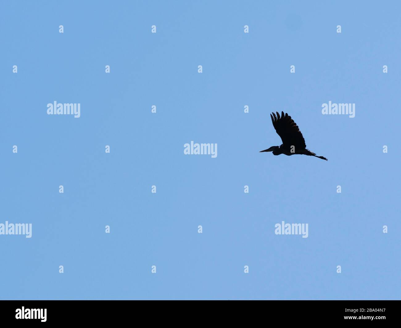 silhouette di airone che vola nel cielo blu Foto Stock