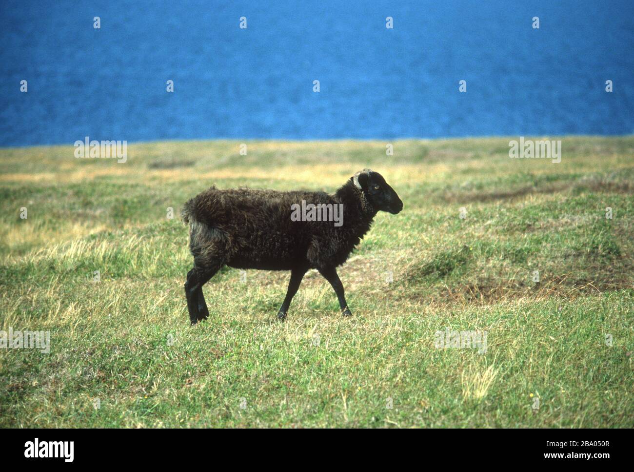 Una pecora nera attraversa l'erba verde brillante di un campo in cima a una scogliera con il blu profondo dell'Oceano Atlantico dietro, sulla Wild Atlantic Way sulla costa settentrionale della Contea di Mayo, Irlanda Foto Stock