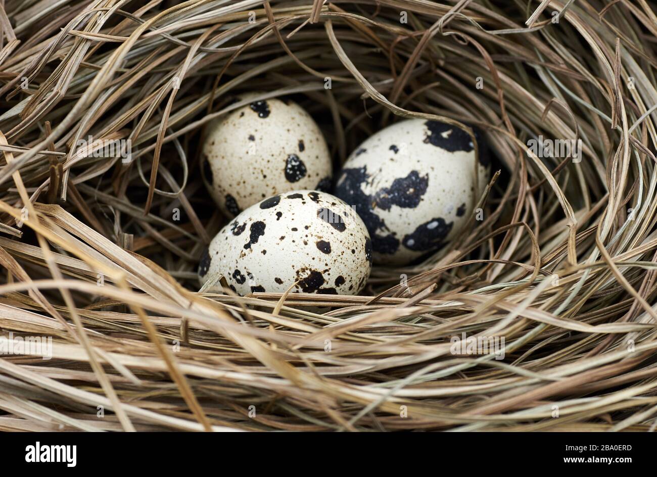 Quali o uova di uccelli selvatici nel nido fatto di erba secca e paglia, macro, closeup, copy space, pasqua e primavera vacanze concetto Foto Stock