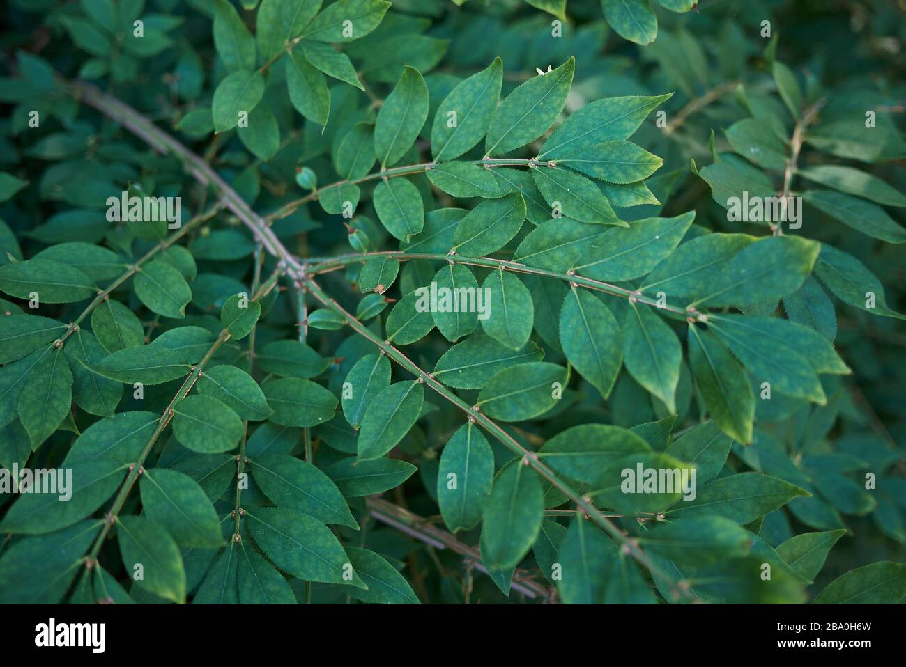 Euonymus alatus fogliame verde fresco Foto Stock