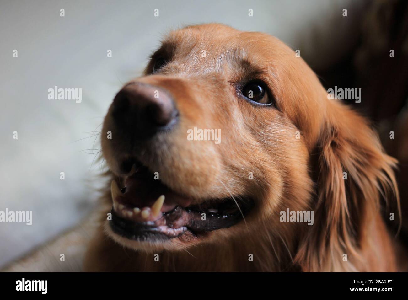 Cane guardando in su nel soggiorno di una casa, foto scattata in luce naturale, Bogotá Colombia, 25 marzo 2020 Foto Stock