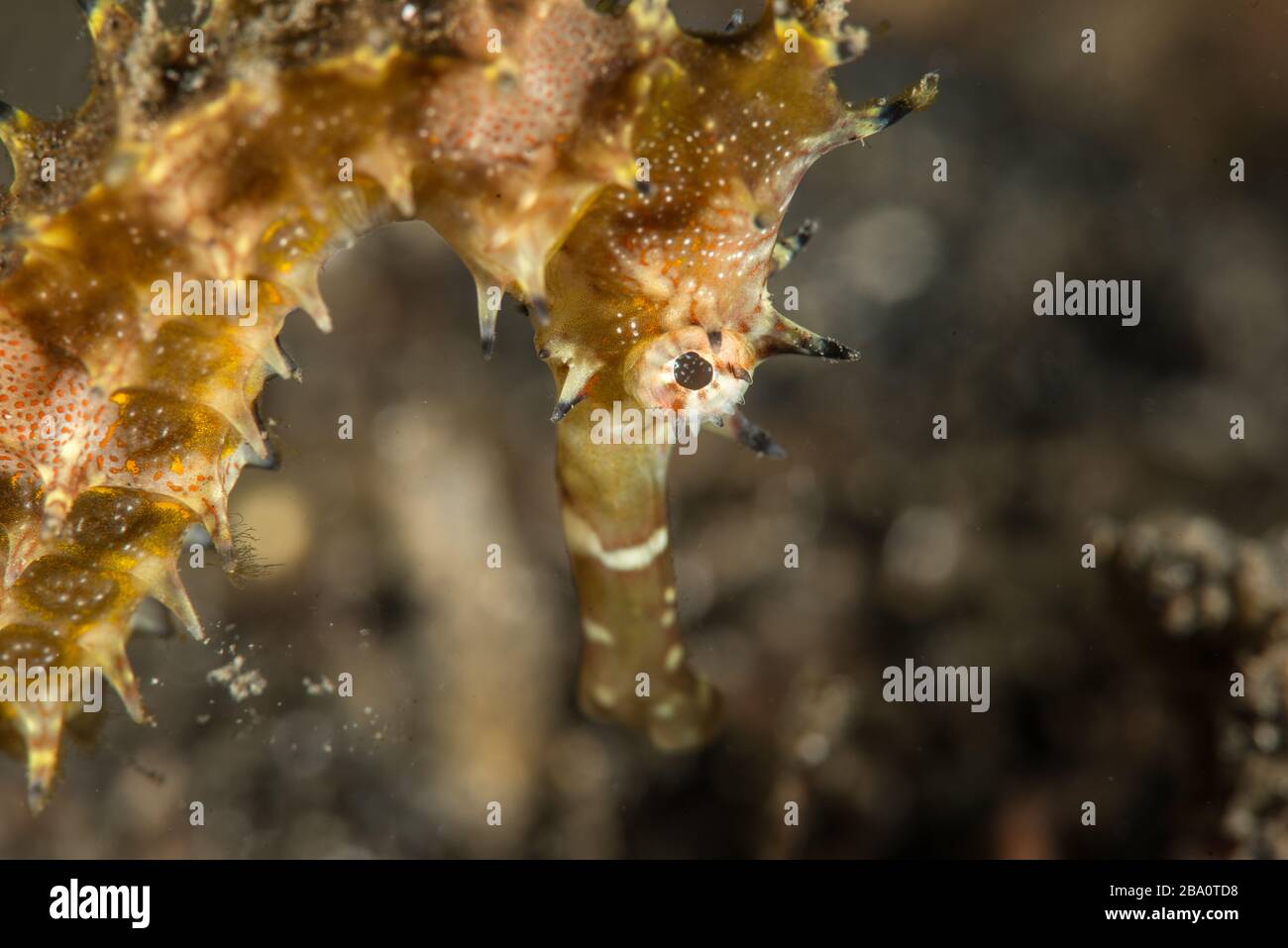 Critters of Lembeh - Fotografia macro subacquea Foto Stock