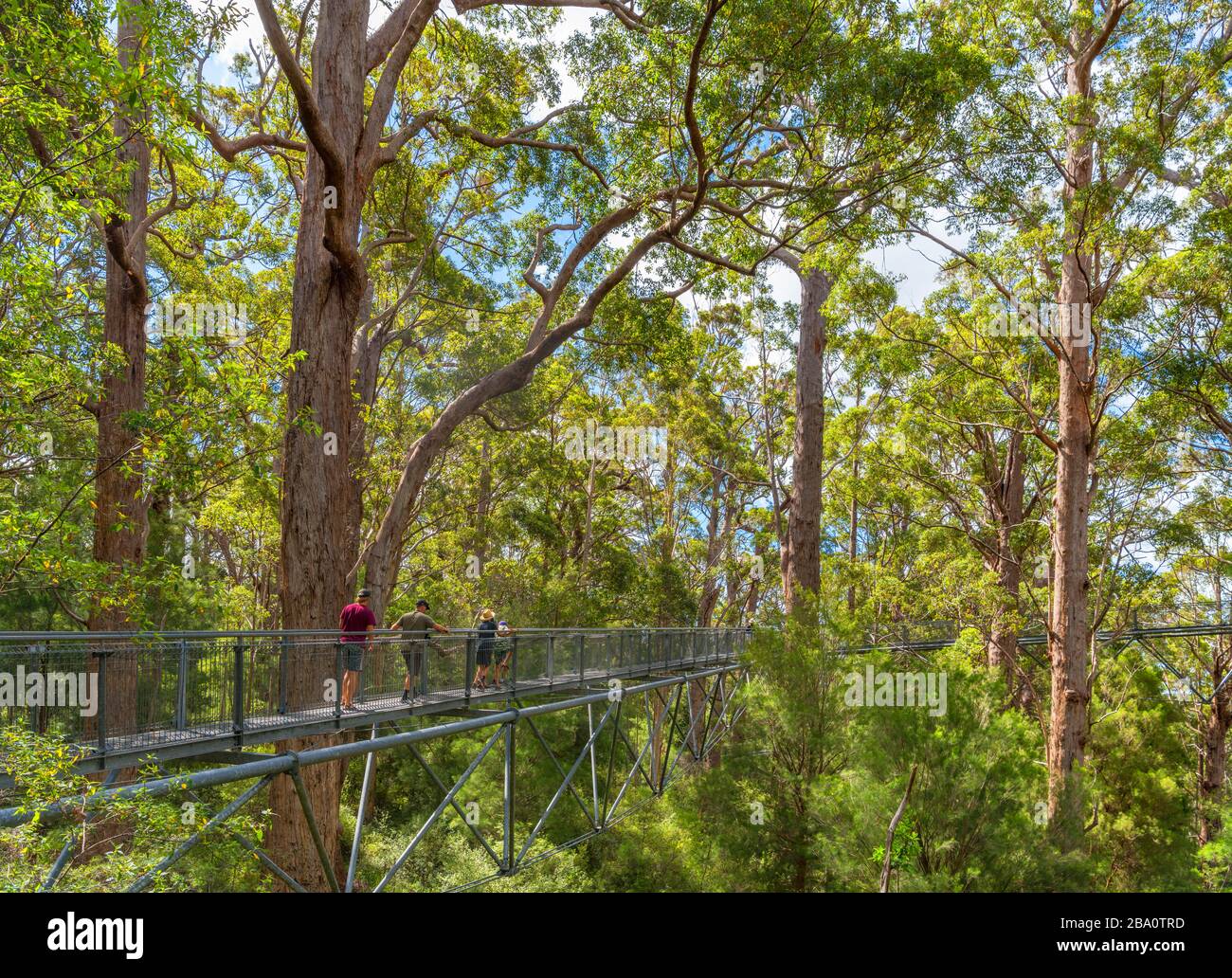 Valley of the Giants Tree Top Walk, Walpole-Nornalup National Park, vicino alla Danimarca, Australia Occidentale, Australia Foto Stock