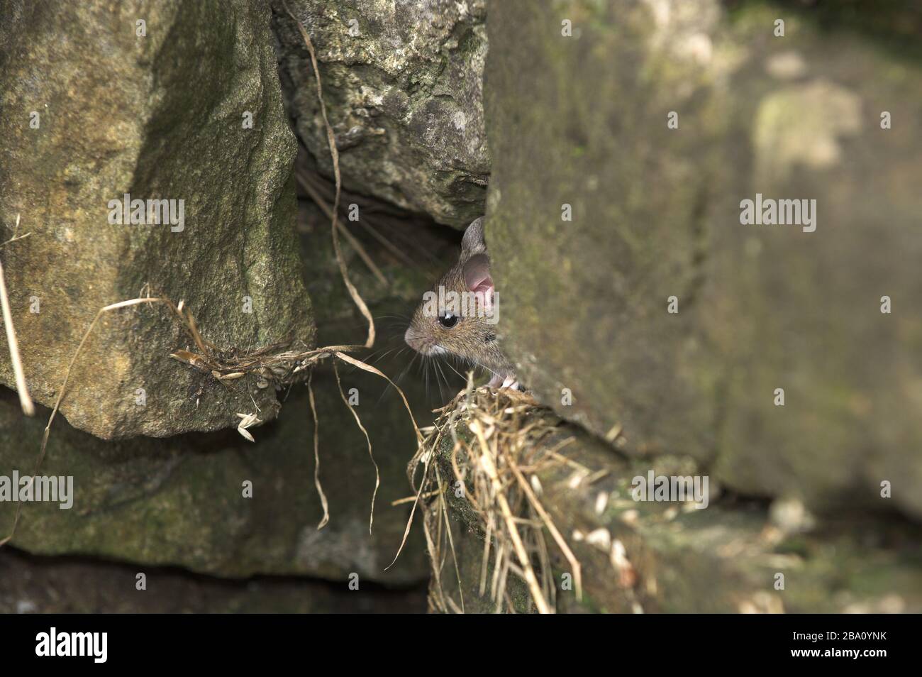Rat marrone, Rattus norvegicus, che vive in un muro su una fattoria. Foto Stock