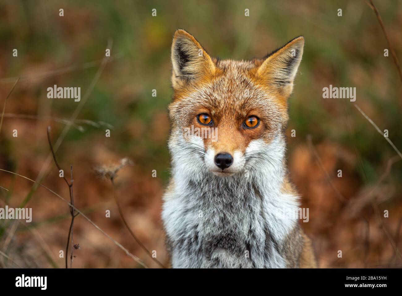 Un bellissimo esemplare di volpe rossa isolato con pelliccia spessa Foto Stock