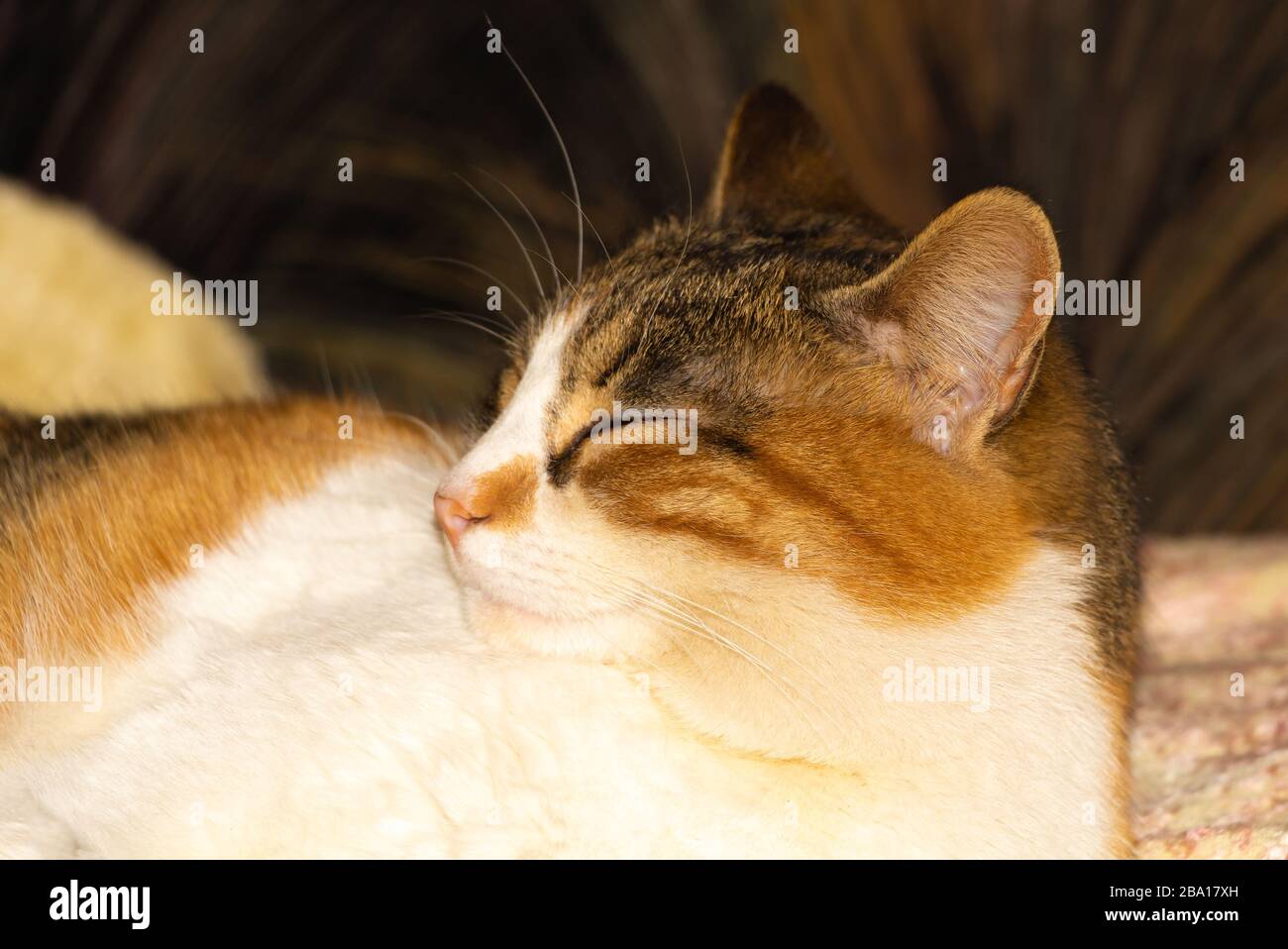 Bel gatto che dorme dentro. Albero colorato gatto Foto Stock