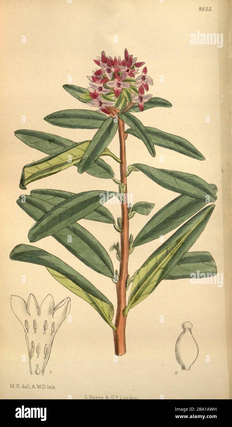 'Italiano: Scheda. 137 Curtis'S Botanical Magazine. Daphne tangutica illustrato da Matilda Smith.; 1920; https://www.flickr.com/photos/biodivlibrary/36057990115/; Matilda Smith (1854–1926) nomi Alternativi M.Sm.; M.S.; M. Smith; M. S. Descrizione illustratore e artista britannico Data di nascita/morte 30 luglio 1854 1926 luogo di nascita/morte Mumbai Cortland Periodo Di Lavoro 1878-1923 controllo dell'autorità : Q3299110 VIAF: 48272868 ISNI: 0000 0000 8226 697X LCCN: Botanico n87108479: M.Sm. SuDoc: 158998170 WorldCat creatore QS:P170,Q3299110 artista A.WD. litografo; ' Foto Stock