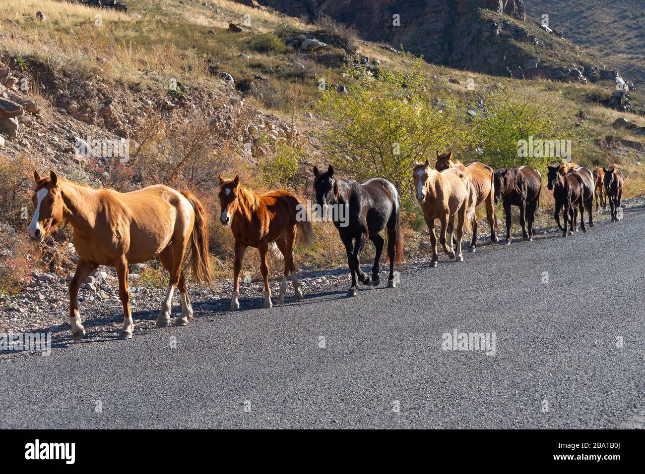 Gruppo di cavalli che si spostano sul lato di una strada asfaltata in Kirghizistan rurale in Asia centrale. Cavalli di colore marrone, giallo, arancione e nero. Foto Stock