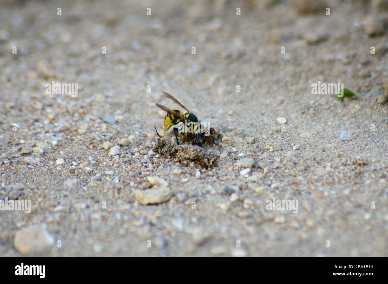 WASP a terra mangiare la sua preda coleottero Foto Stock