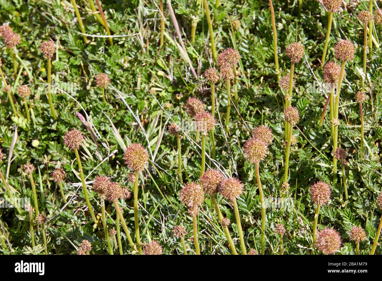 Acaena magellanica, Prickly Burr, burr vivace, Greater burnet, Falkland Islands, Falklands Foto Stock