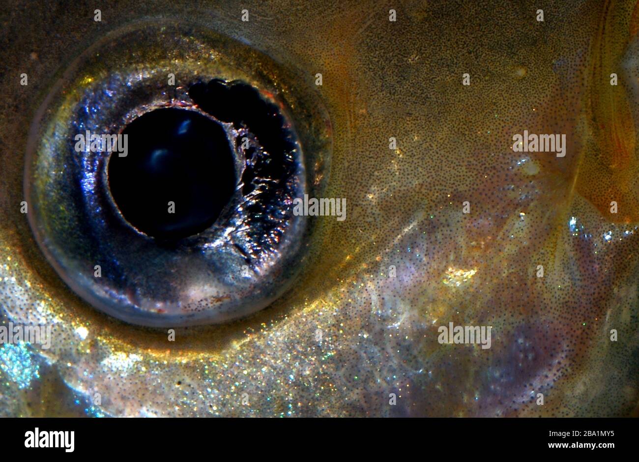 closeup dell'occhio di un acquario pesci - cichlid scalar Foto Stock