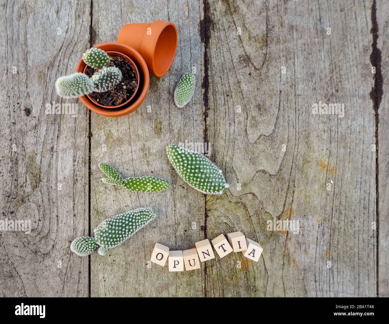 Piccoli cuscinetti del cactus opuntia microdasys, comunemente noto come cactus di pera prickly su un tavolo di legno pronto per essere piantato in pentole di terracotta Foto Stock