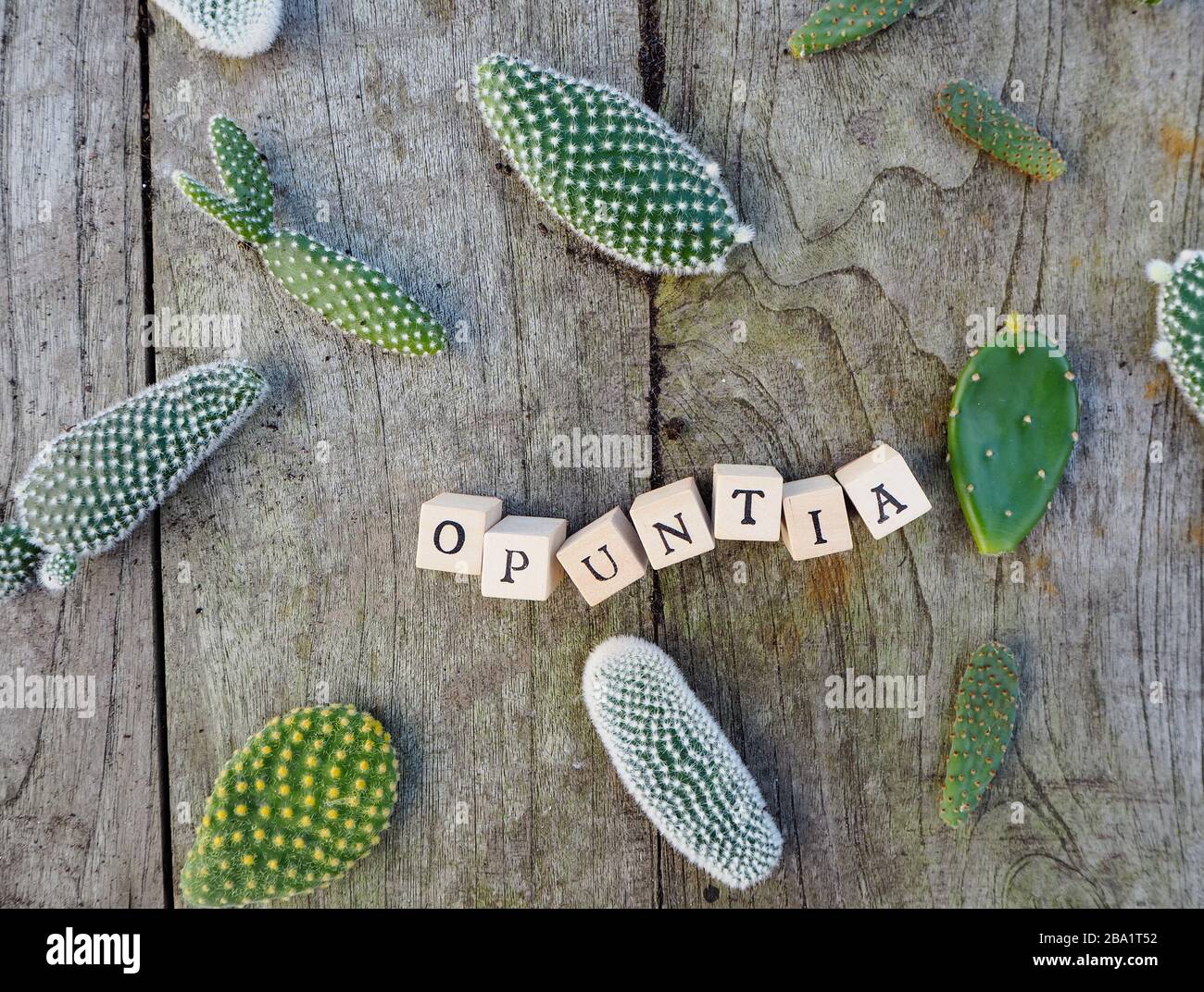 Tavolette del cactus opuntia microdasys, comunemente noto come bunny ears cactus, su un tavolo di legno con il suo nome in lettere Foto Stock