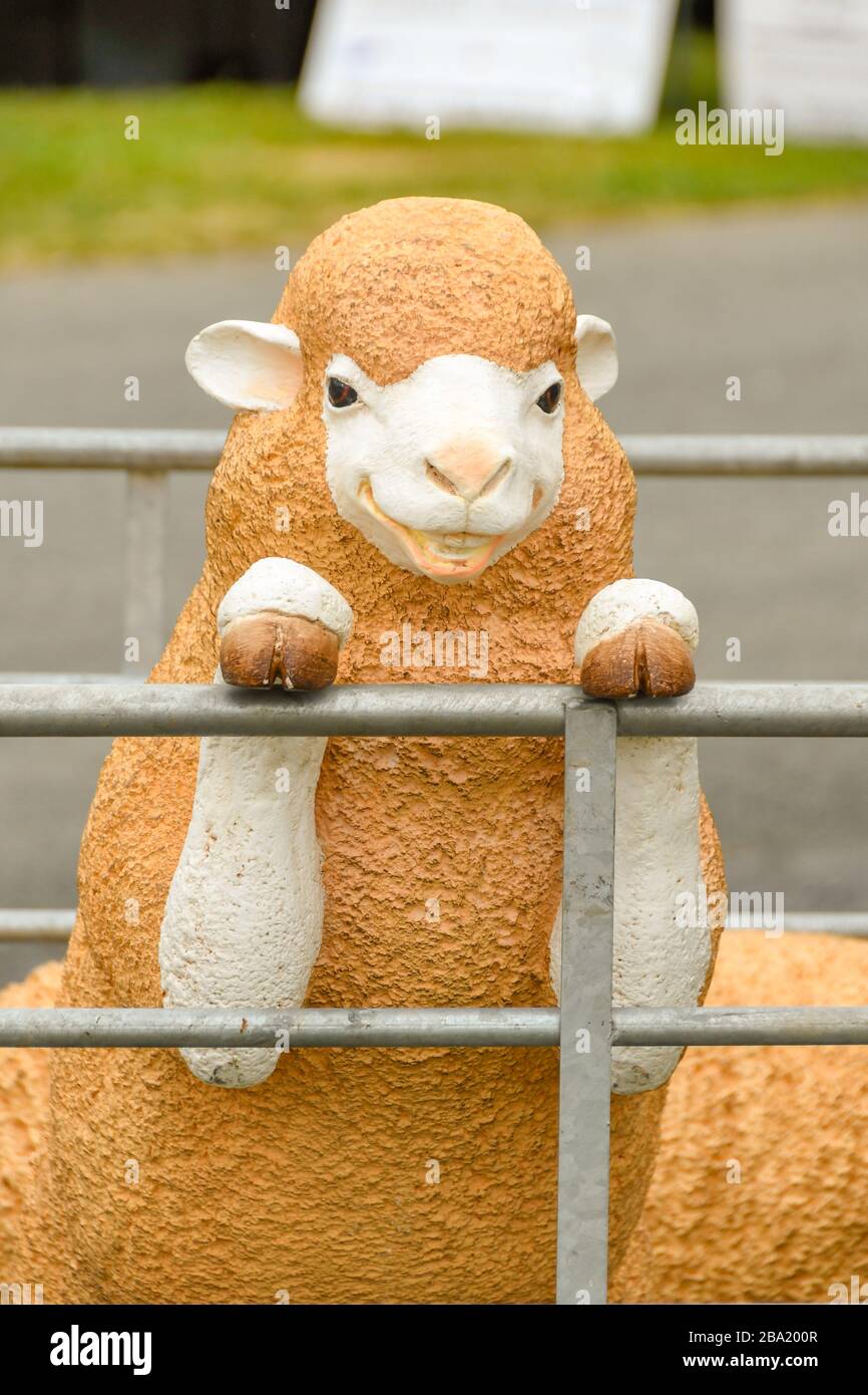 BUILTH WELLS, POWYS, GALLES - LUGLIO 2018: Modellino le pecore in una penna a Builth Wells al Royal Welsh Show Foto Stock