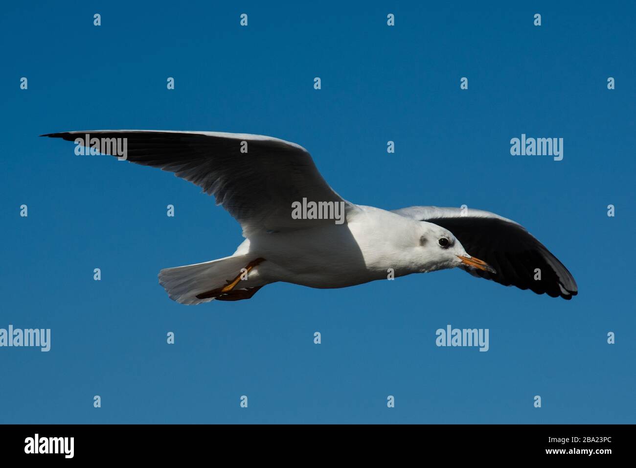 Seagull in volo ad Amburgo Foto Stock