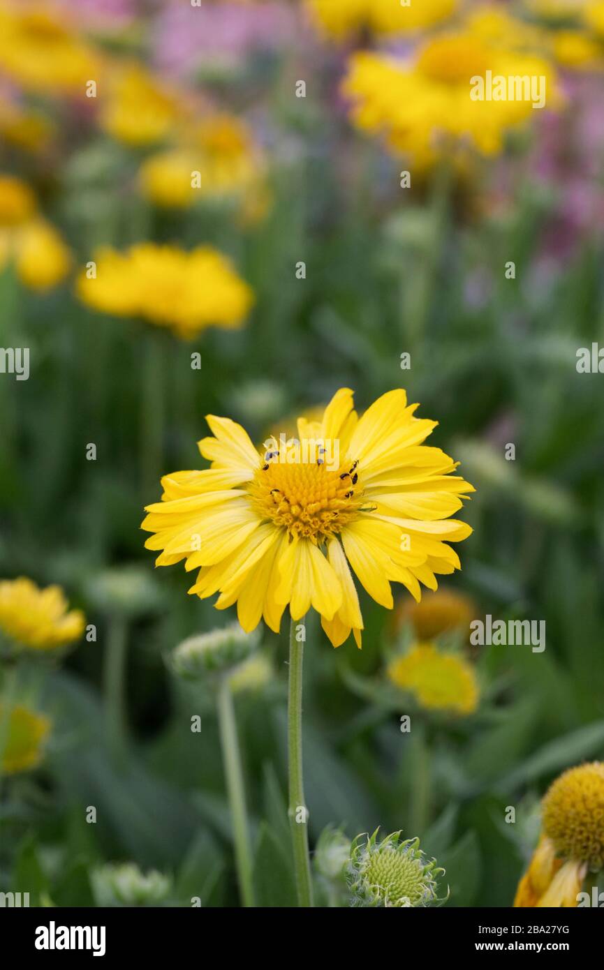 Gaillardia F1 Mesa fiori gialli. Foto Stock