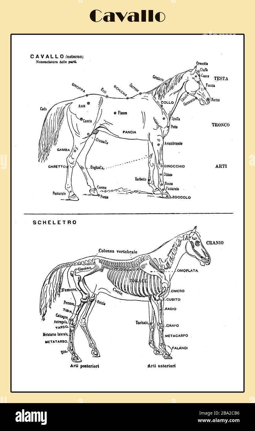 Horse Table - tavolo lessico italiano illustrato con scheletro e descrizioni anatomiche Foto Stock
