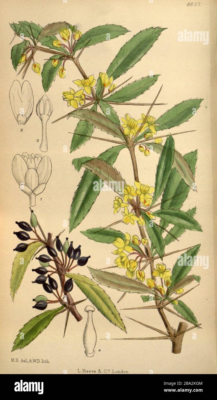 'Italiano: Scheda. 146 Curtis'S Botanical Magazine. Berberis atracarpa illustrato da Matilda Smith.; 1920; https://www.flickr.com/photos/biodivlibrary/36057992935/; Matilda Smith (1854–1926) nomi Alternativi M.Sm.; M.S.; M. Smith; M. S. Descrizione illustratore e artista britannico Data di nascita/morte 30 luglio 1854 1926 luogo di nascita/morte Mumbai Cortland Periodo Di Lavoro 1878-1923 controllo dell'autorità : Q3299110 VIAF: 48272868 ISNI: 0000 0000 8226 697X LCCN: Botanico n87108479: M.Sm. SuDoc: 158998170 WorldCat creatore QS:P170,Q3299110 artista A.WD. litografo; ' Foto Stock