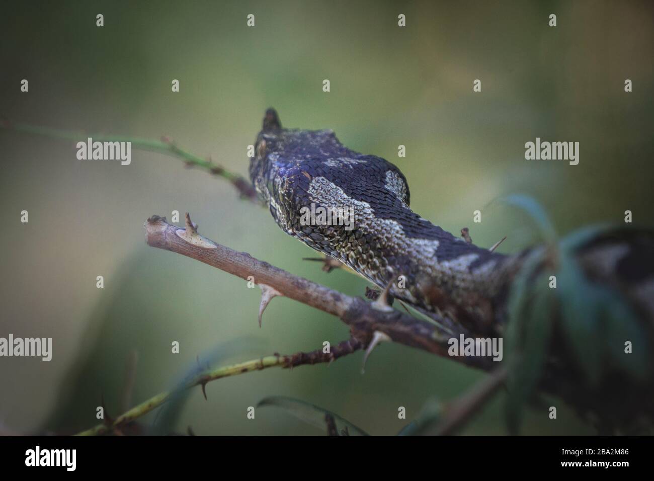 Bitis nasicornis è una specie di vipera venosa che si trova nelle foreste dell'Africa occidentale e centrale. Una grande vipera, nota per la sua colorazione e pro Foto Stock