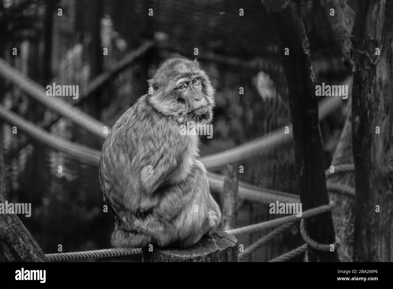 La macaque di Barbery, conosciuta anche come ape di Barbery o è una specie di macaque unico per la relativa distribuzione fuori dell'Asia. Foto Stock