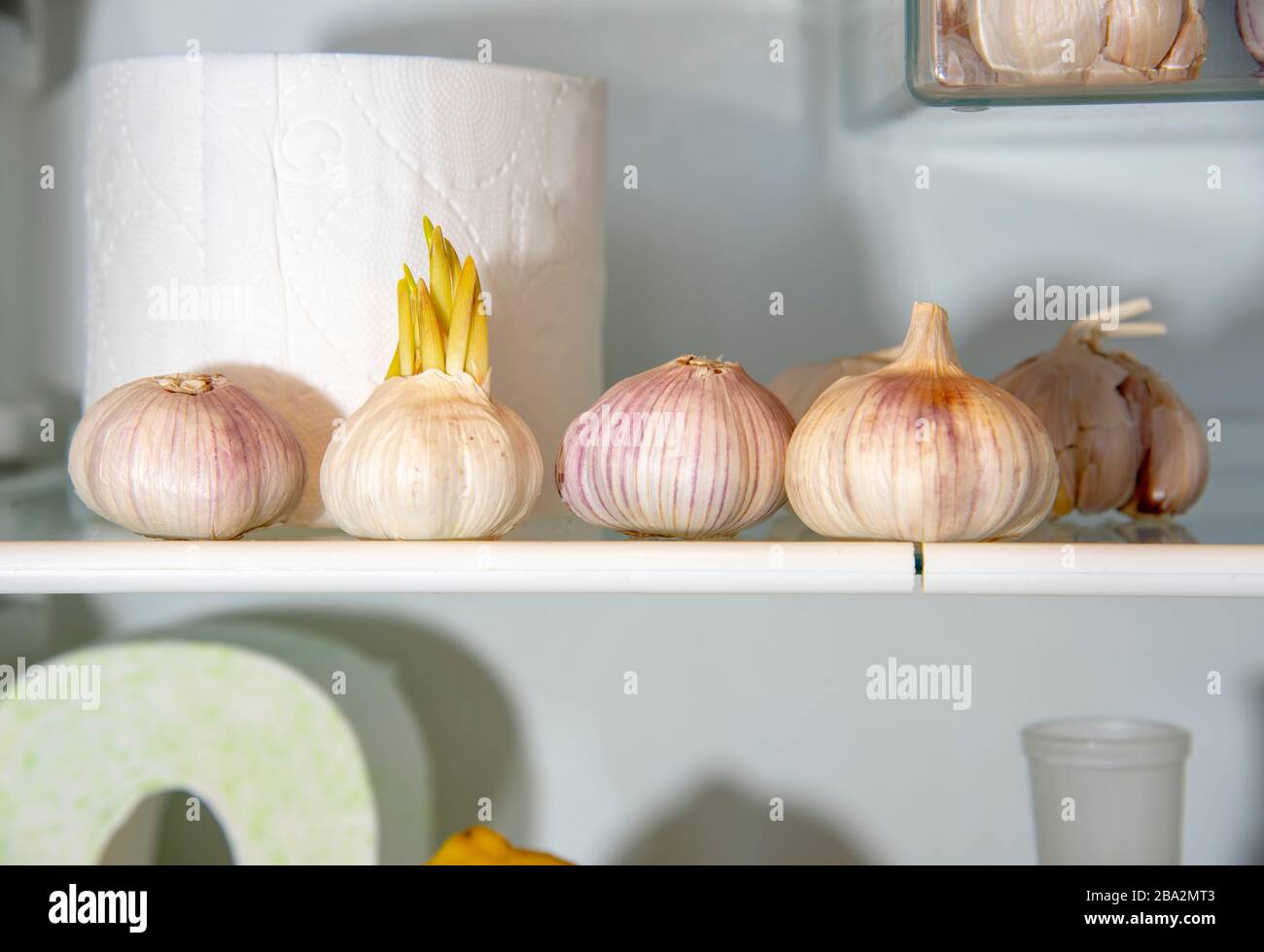 Una fornitura di aglio e carta igienica in frigorifero. Una foto divertente. Foto Stock