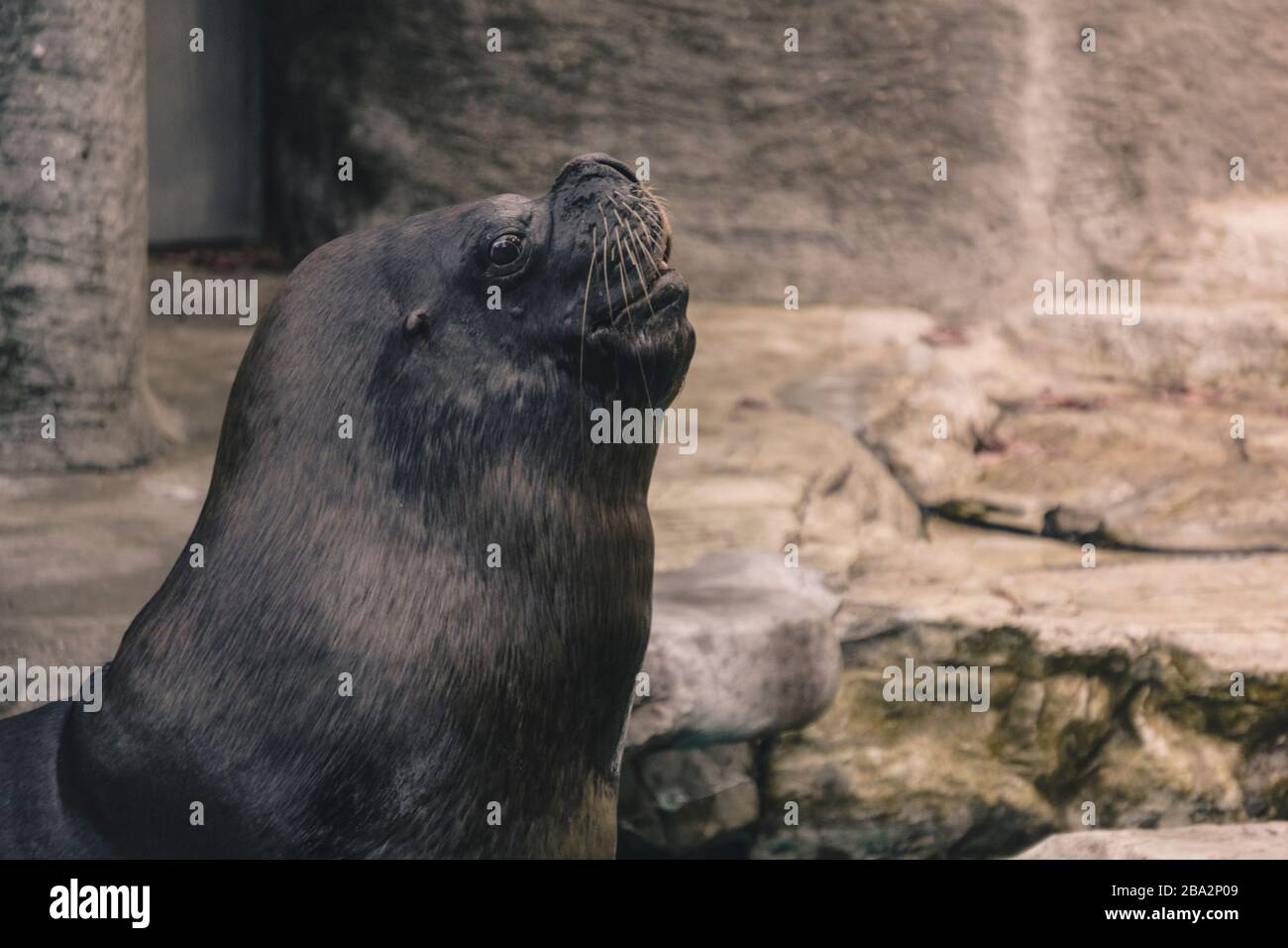 I leoni marini sono pinnipedi caratterizzati da alette esterne dell'orecchio, foreflipper lunghi, la capacità di camminare su tutti i quattro, capelli corti e spessi, e un grande petto A. Foto Stock