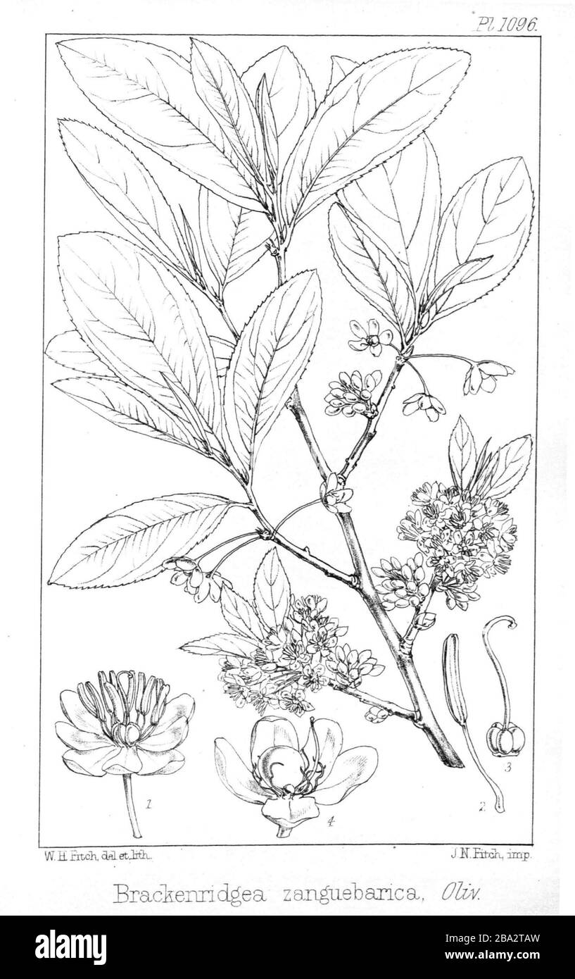 Illustrazione di Brackenridgea zanguebarica (Ochnaceae); 1871; Icones Plantarum di Hooker. 11 (= ser. 3, 1): pl. 1096. - [1]; W. H. Fitch, del. Et lith.; J. N. Fitch, imp.; ' Foto Stock