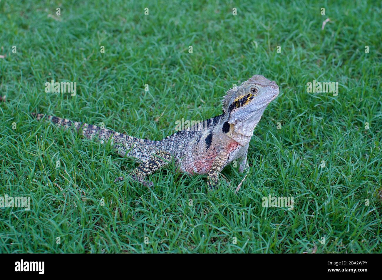 Bella lucertola australiana drago (Intellagama lesueurii, precedentemente Physignathus lesueurii) su erba verde Foto Stock