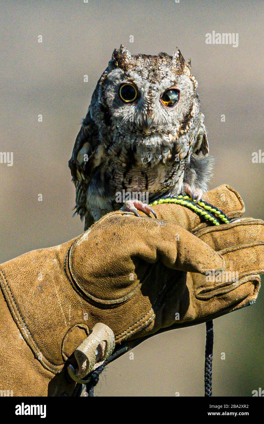 gufo di vacchetta (con un occhio cieco) sul guanto in pelle dei movimentatori Foto Stock