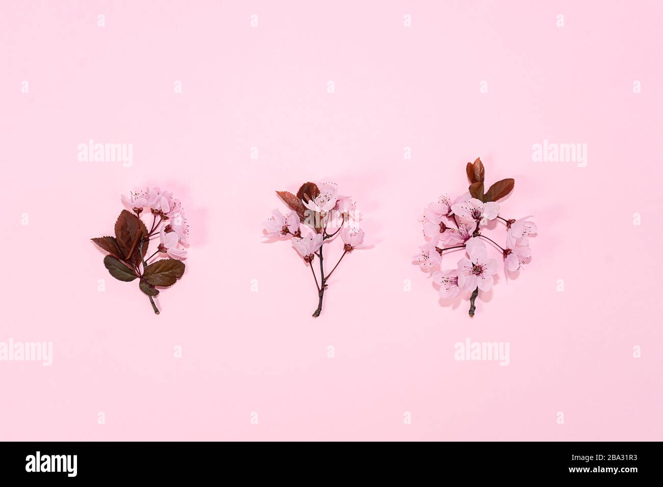 Motivo in fiore rosa ciliegia sakura su sfondo rosa. Concetto di primavera. Foto Stock