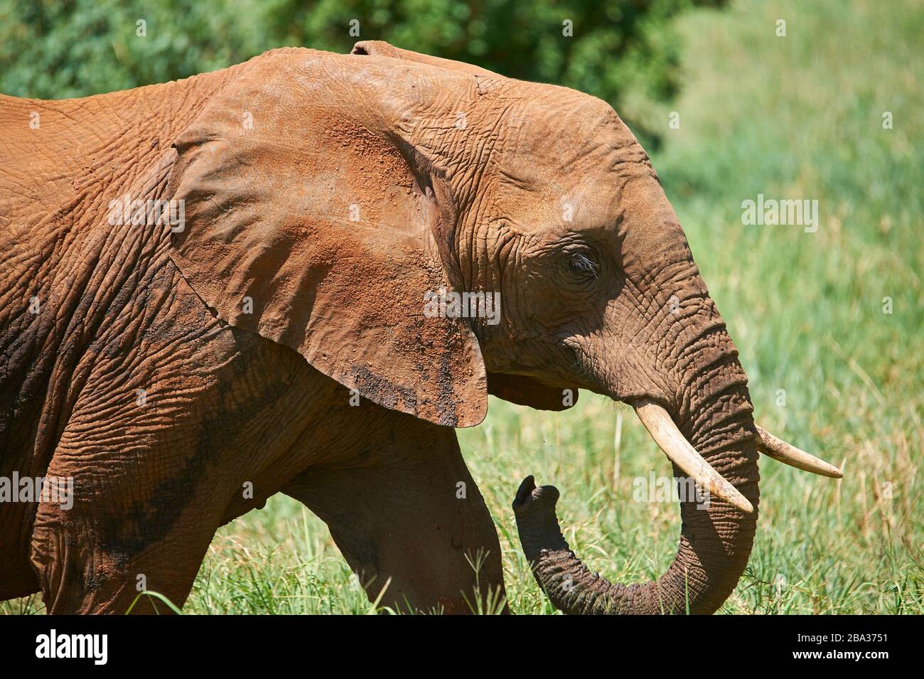 Elefante africano coperti di fango e polvere rossa Foto Stock