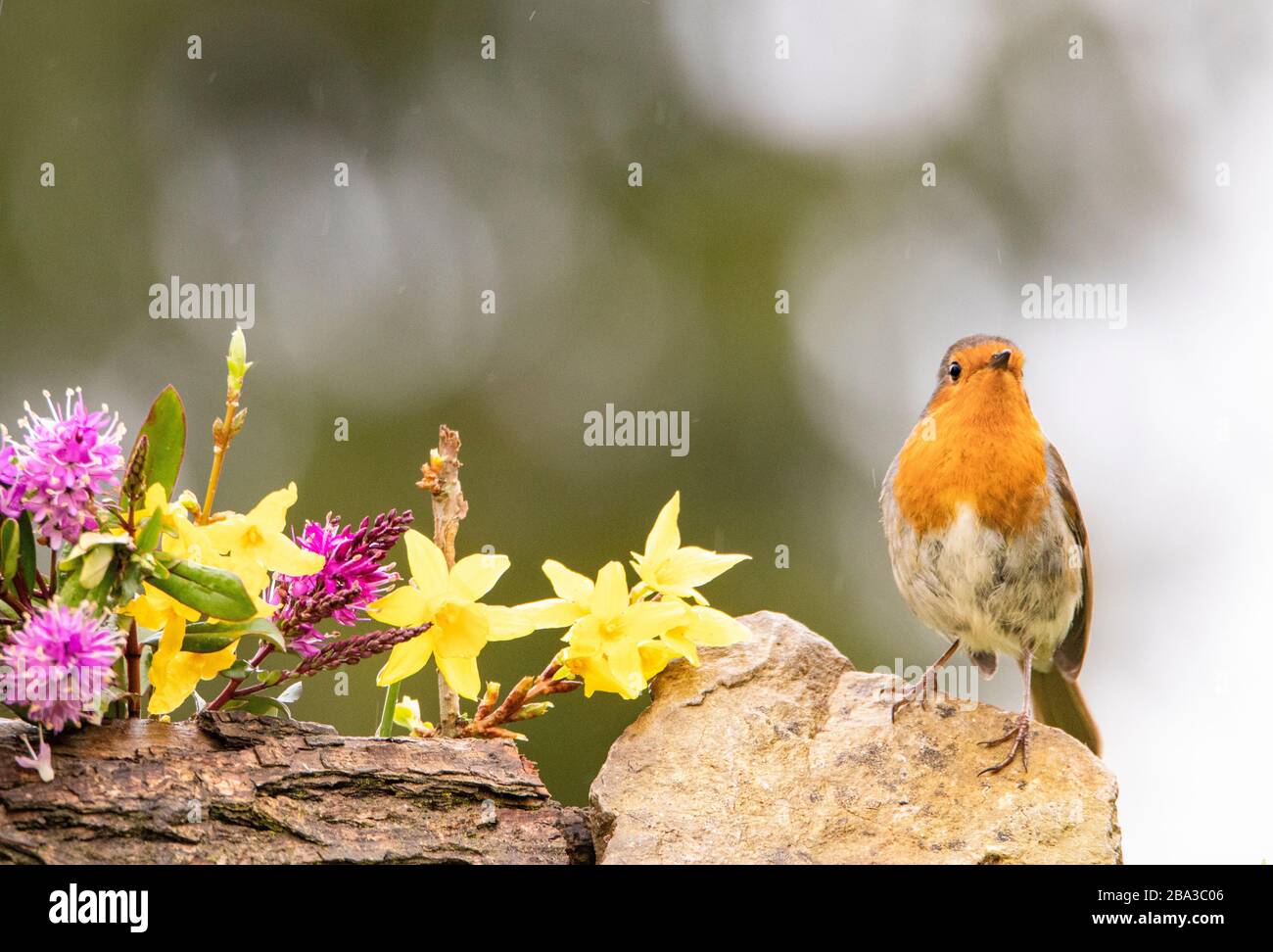 European Robin, Erithacus rubbecula, sfornato su una roccia in un giardino britannico, estate 2020 Foto Stock